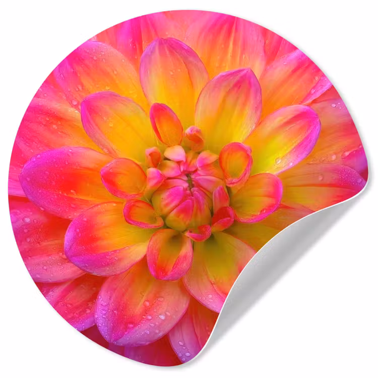 Behangcirkel - Roze - Dahlia - Kleurrijk — 1