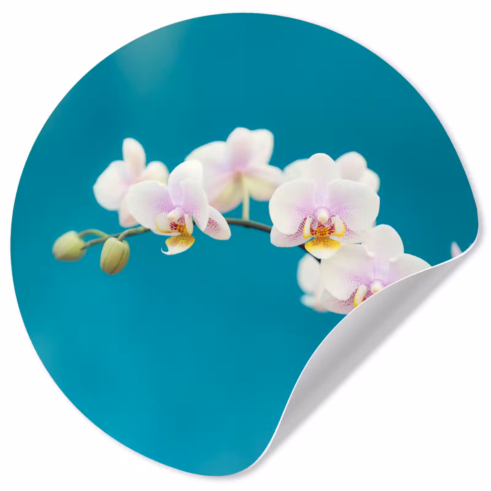 Behangcirkel - Orchidee - Bloemen - Plant - Wit - Paars — 1