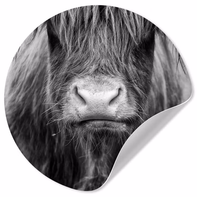 Behangcirkel - Schotse hooglander - Koe - Zwart - Wit - Dieren — 1