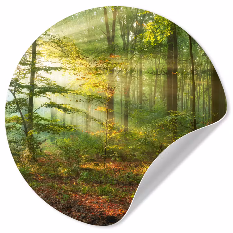 Behangcirkel - Zon - Bos - Bomen - Natuur - Herfst — 1