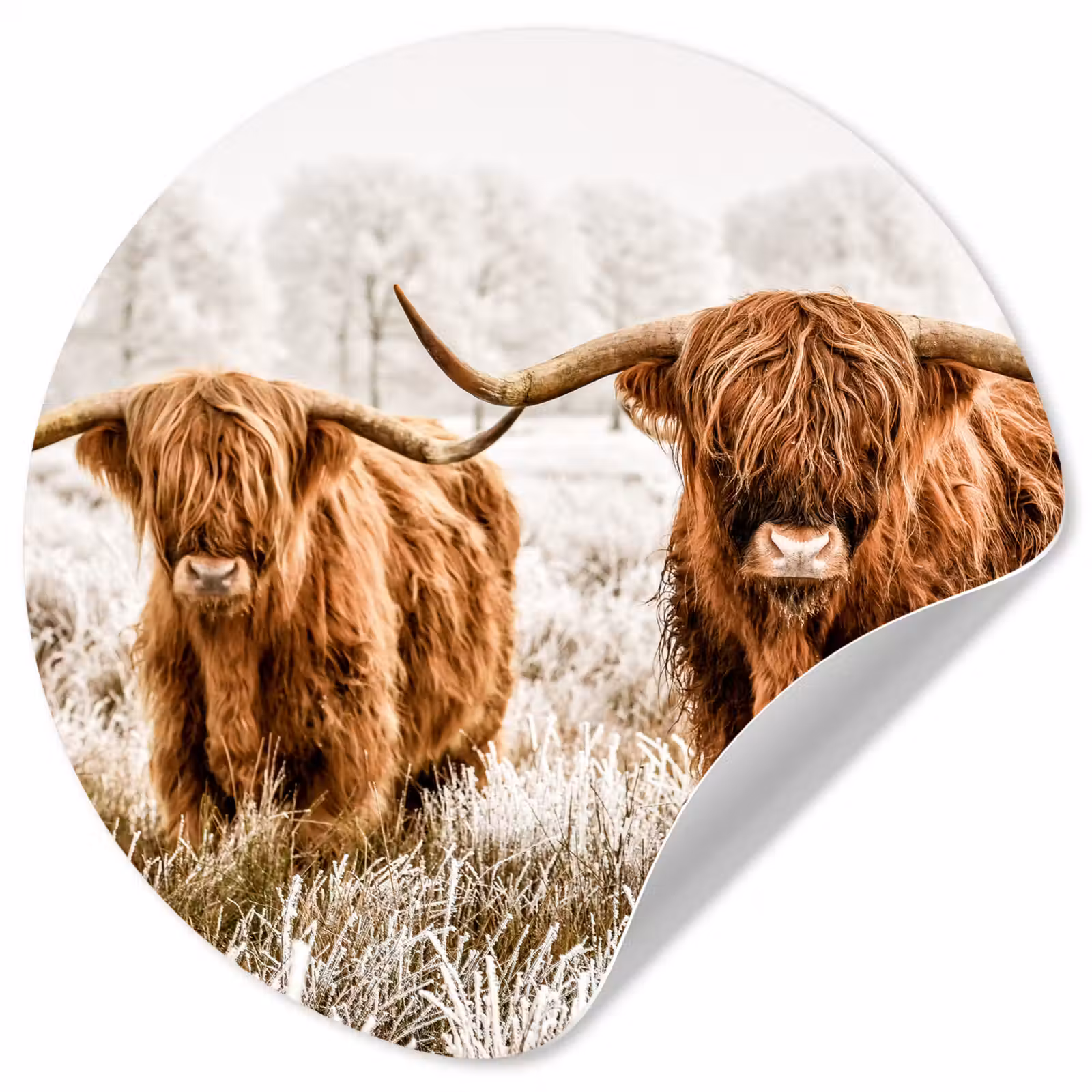 Behangcirkel - Schotse hooglander - Koe - Natuur - Winter — 1