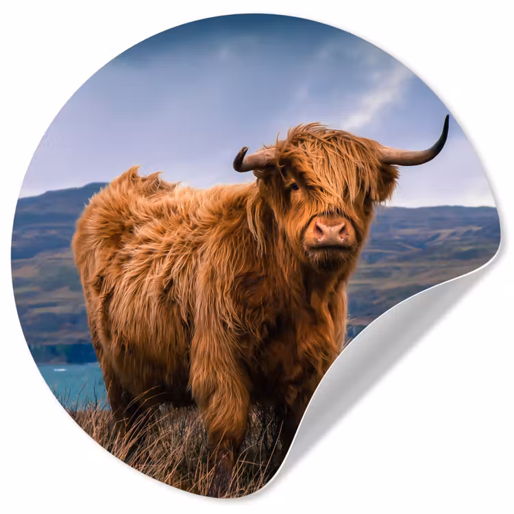 Behangcirkel - Schotse Hooglander - Berg - Water - Natuur - Koe — 1
