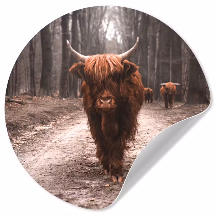 Behangcirkel - Schotse hooglander - Bos - Koe - Dieren - Natuur — 1