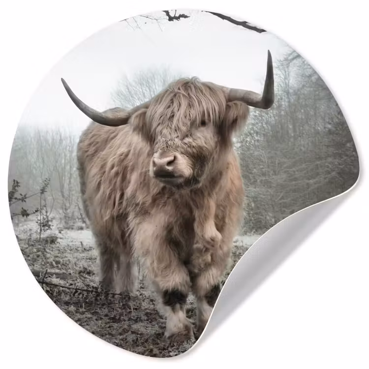 Behangcirkel - Schotse Hooglander - Bos - Mist - Koe - Dieren - Natuur — 1