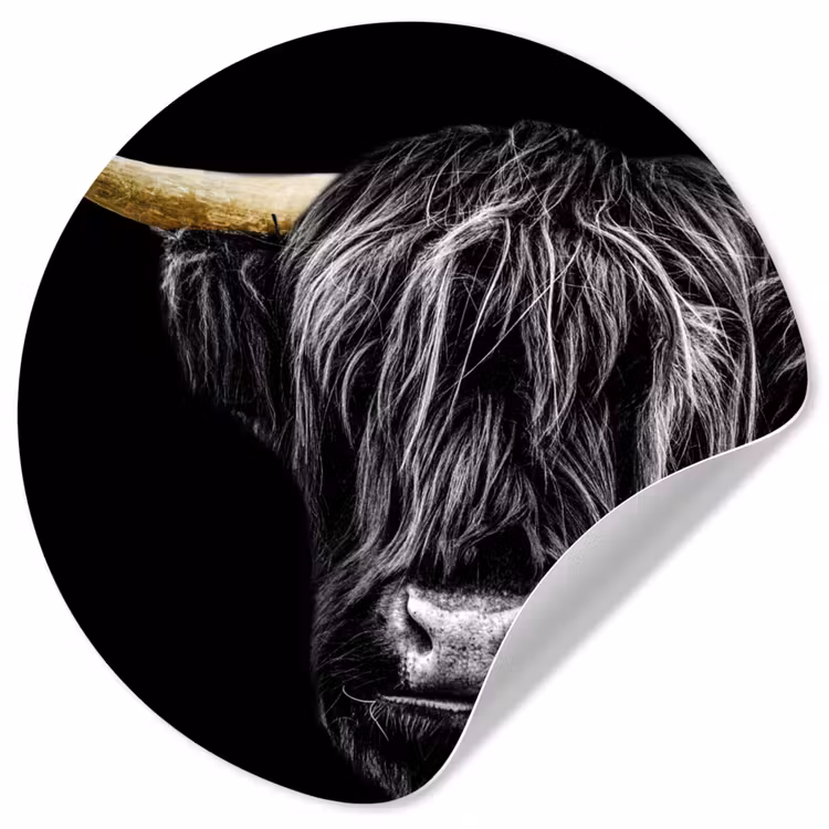 Behangcirkel - Schotse hooglander - Goud - Vacht - Dieren - Koe — 1