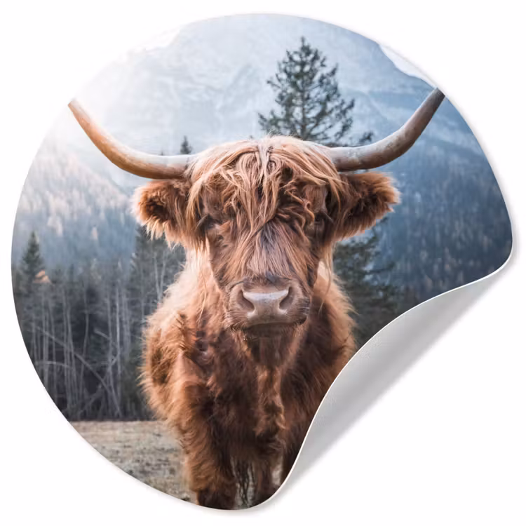Behangcirkel - Schotse hooglander - Koe - Dieren - Berg - Natuur — 1