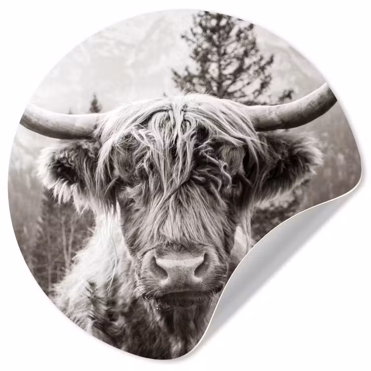 Behangcirkel - Schotse hooglander - Koe - Dieren - Zwart - Wit — 1