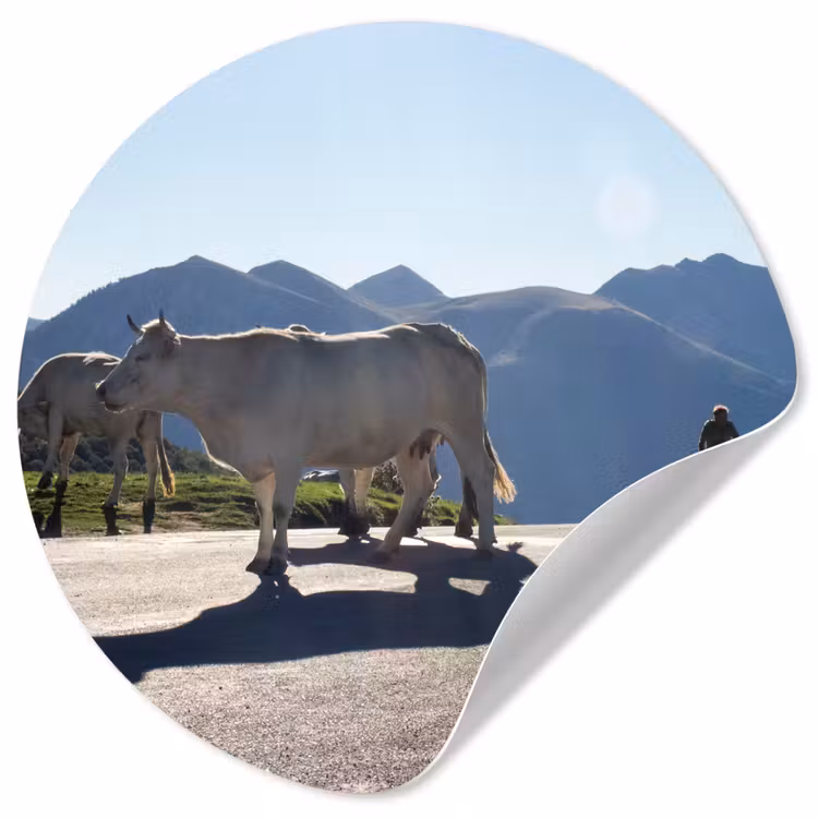 Behangcirkel - Schotse hooglander - Licht - Berg - Natuur — 1