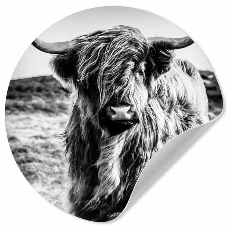 Behangcirkel - Schotse hooglander - Natuur - Koe - Zwart - Wit — 1