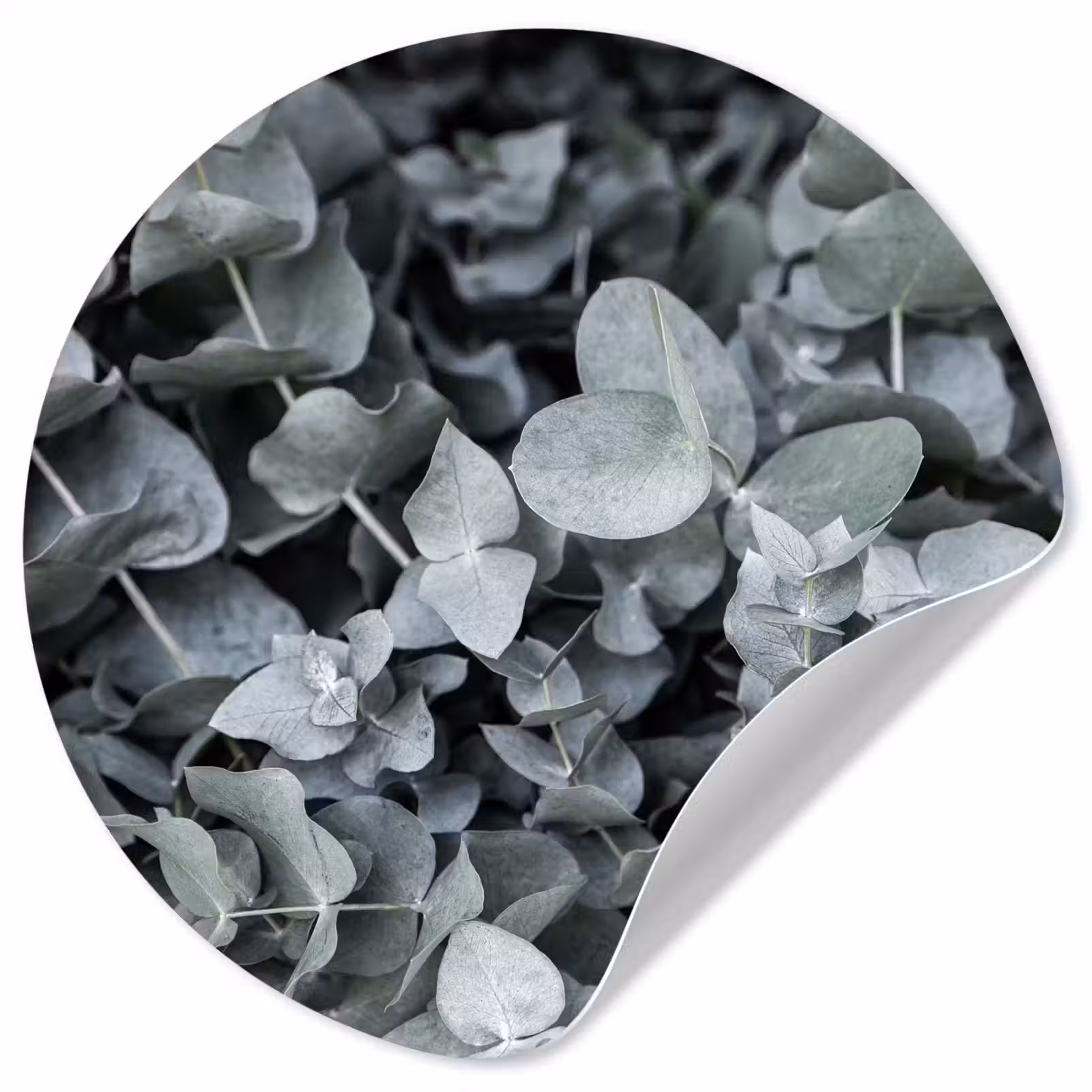 Behangcirkel - Natuur - Planten - Eucalyptus - Bladeren — 1