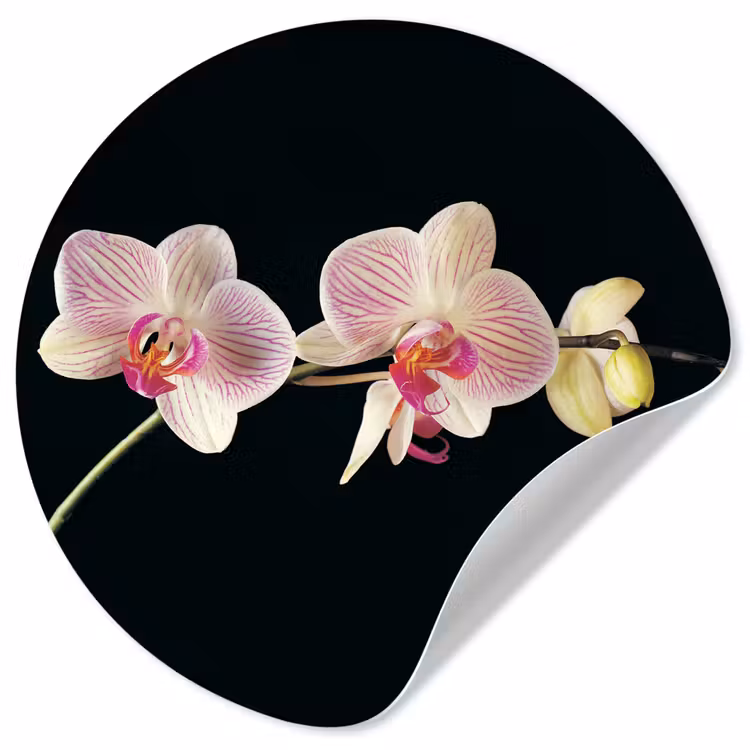 Behangcirkel - Orchidee - Bloemen - Zwart - Roze - Knoppen — 1