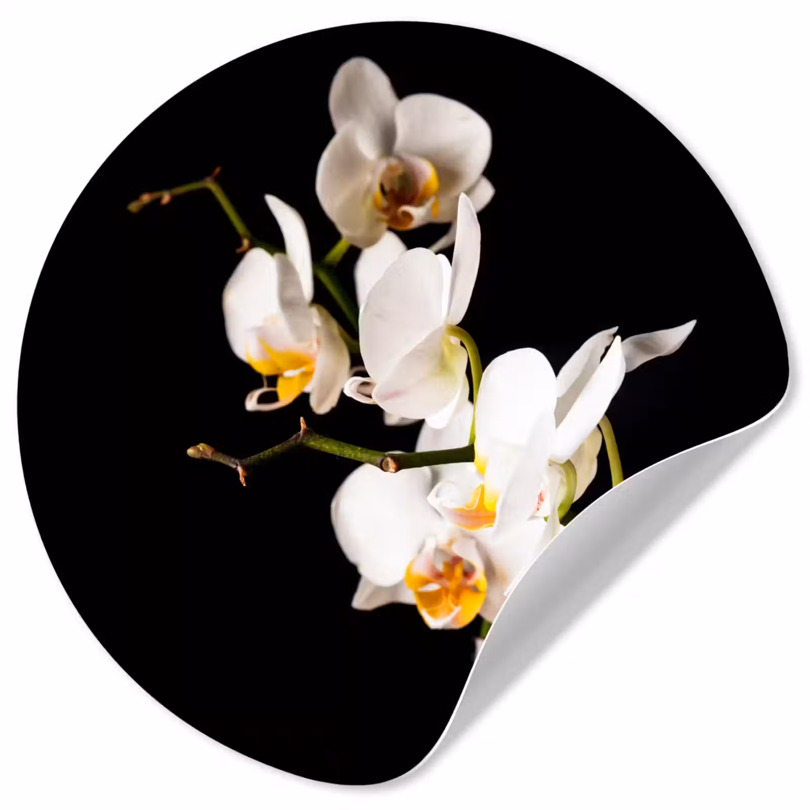 Behangcirkel - Orchidee - Bloemen - Planten - Botanisch — 1