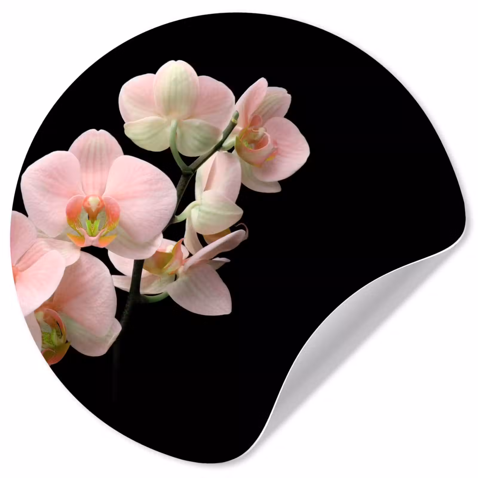 Behangcirkel - Orchidee - Bloemen - Roze - Stilleven - Flora — 1