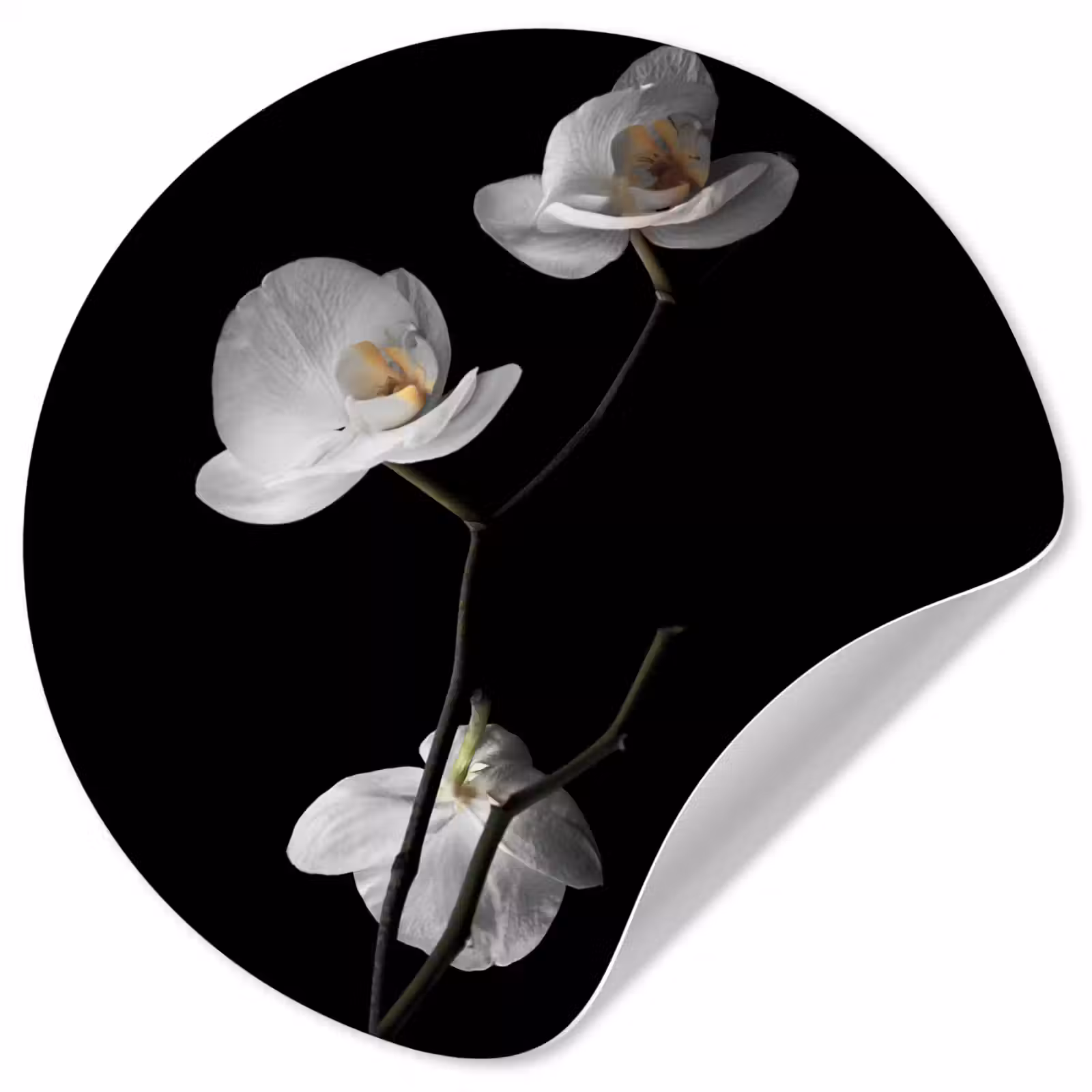 Behangcirkel - Orchidee - Bloemen - Zwart - Wit - Stilleven — 1