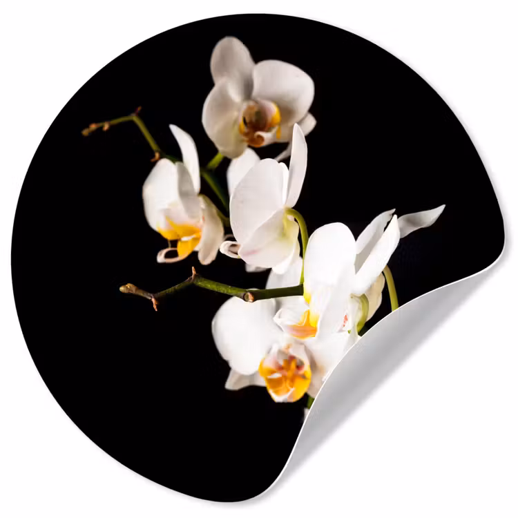 Behangcirkel - Orchidee - Bloemen - Planten - Botanisch — 1