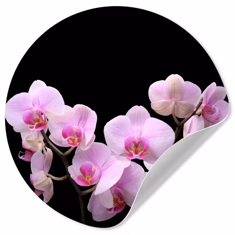 Behangcirkel - Orchidee - Bloemen - Roze - Flora — 1