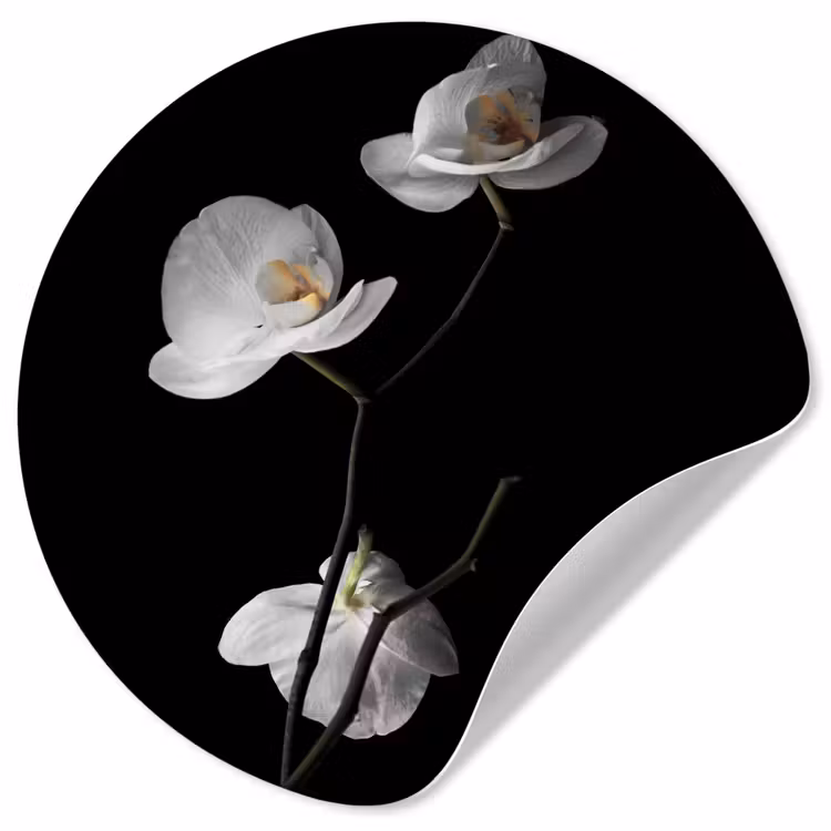 Behangcirkel - Orchidee - Bloemen - Zwart - Wit - Stilleven — 1
