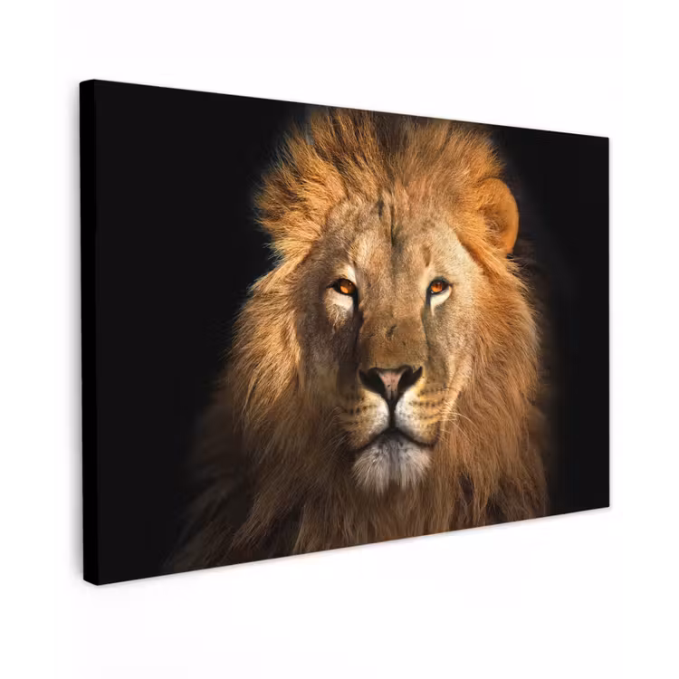 Buiten canvas - Leeuw in het avondlicht — 1