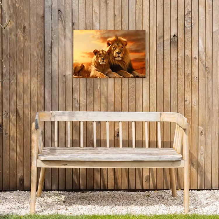 Buiten canvas - Leeuwenpaar bij zonsondergang — 3