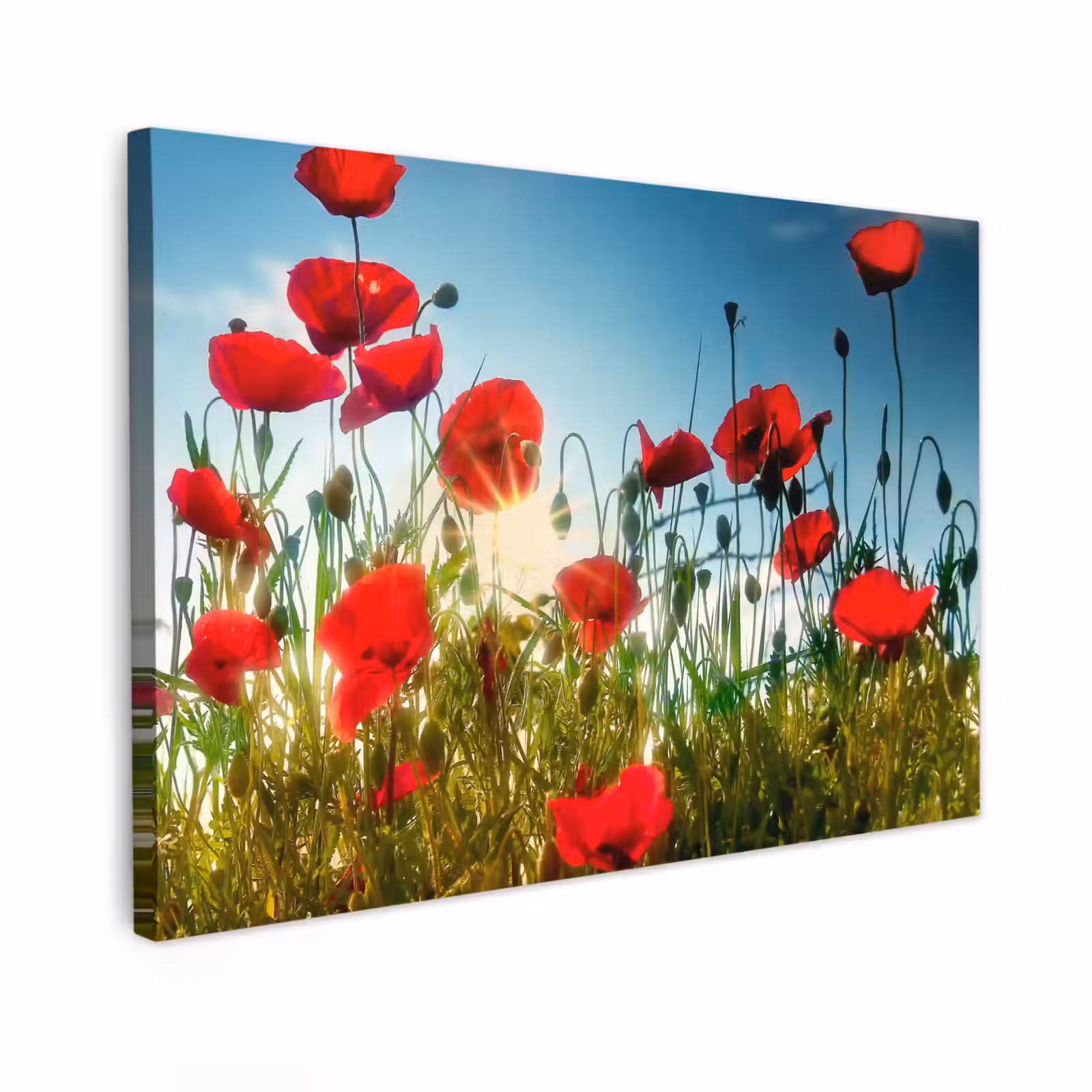 Buiten canvas - Klaprozen - Toscane - Zon - Rood - Blauw — 1