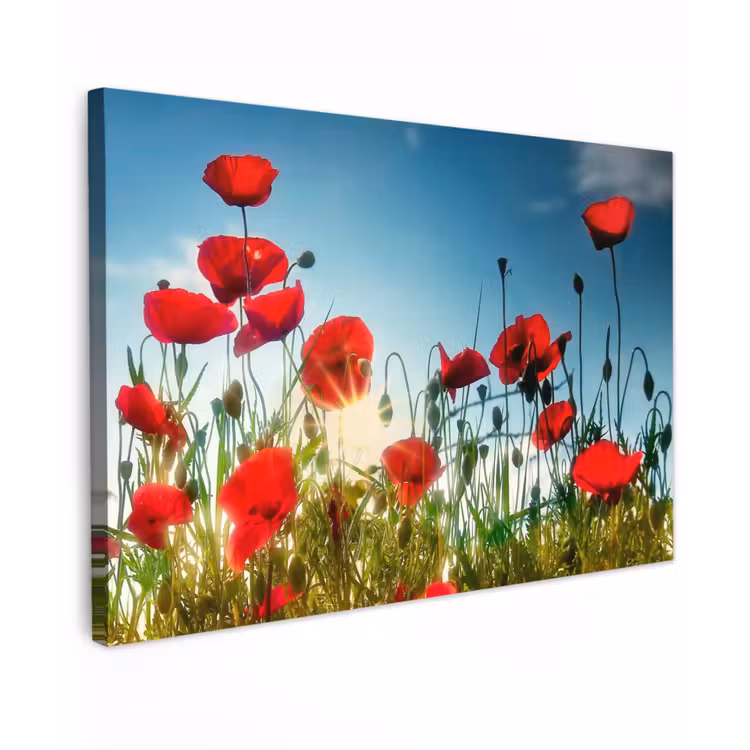 Buiten canvas - Klaprozen in tegenlicht — 1