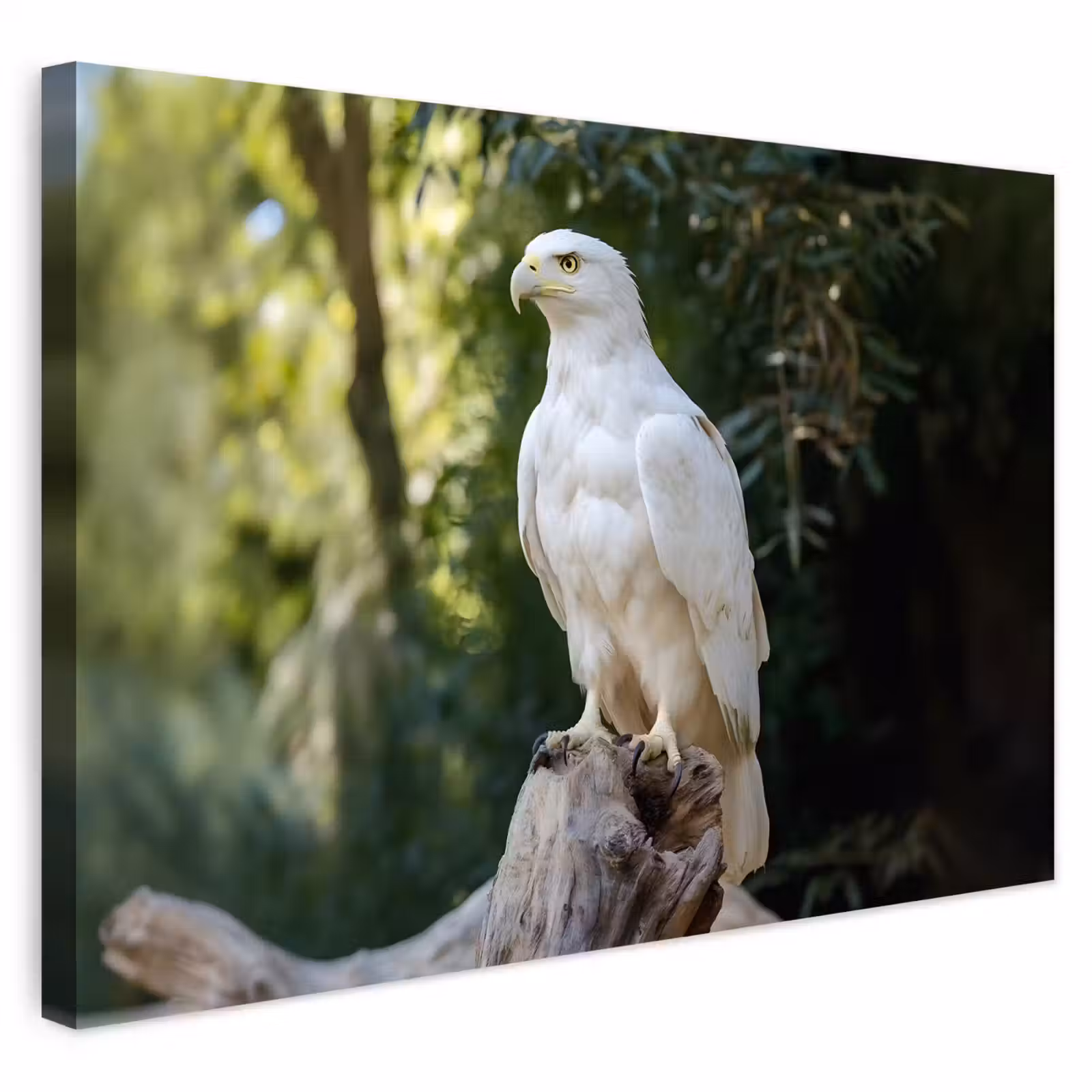 Buiten canvas - Arend - Hout - Wit - Planten — 1