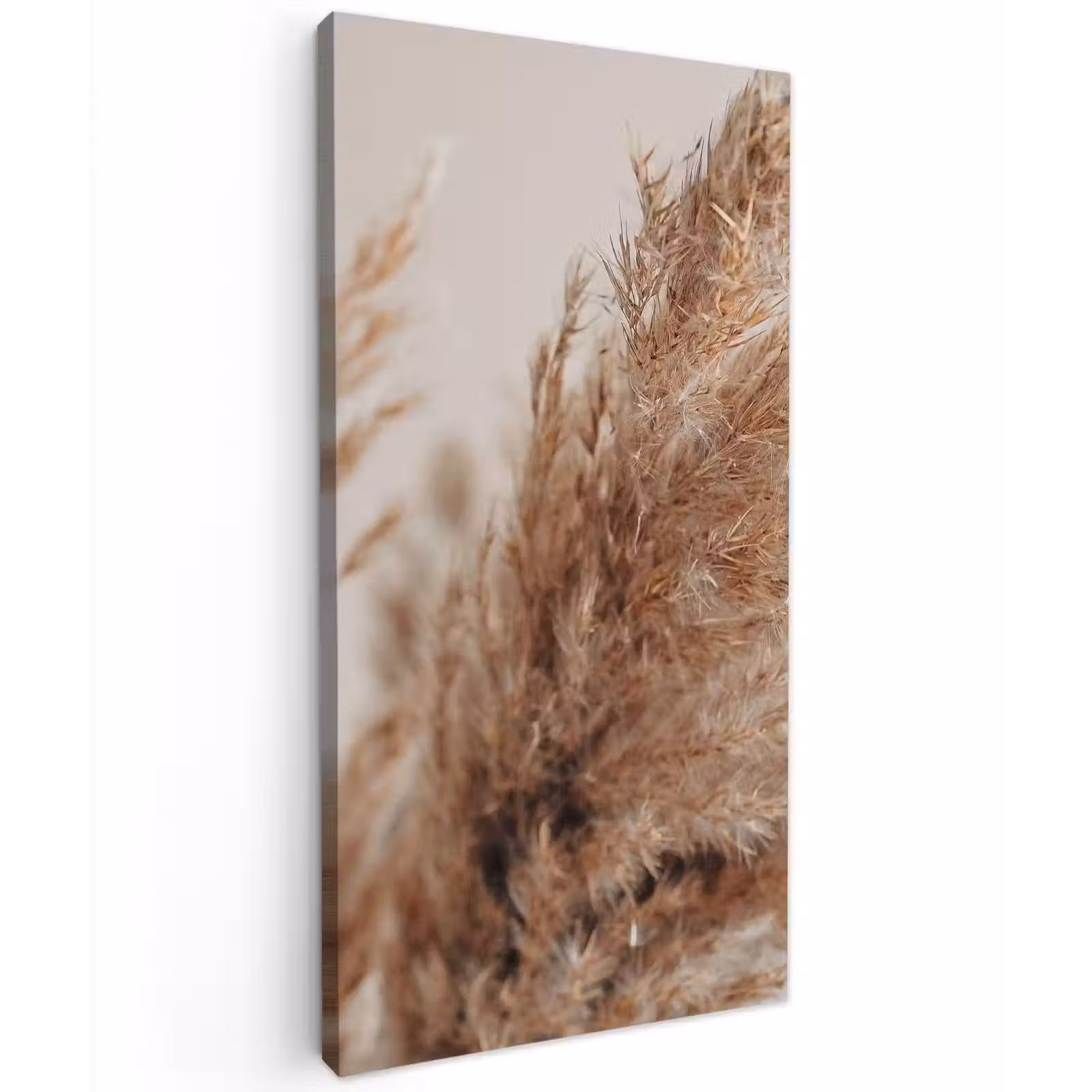 Buiten canvas - Gedroogd pampasgras dichtbij — 1