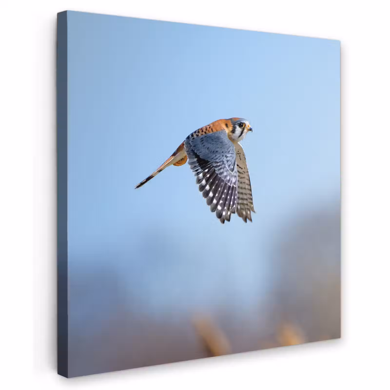 Buiten canvas - Kleurrijke valk aan het vliegen — 1