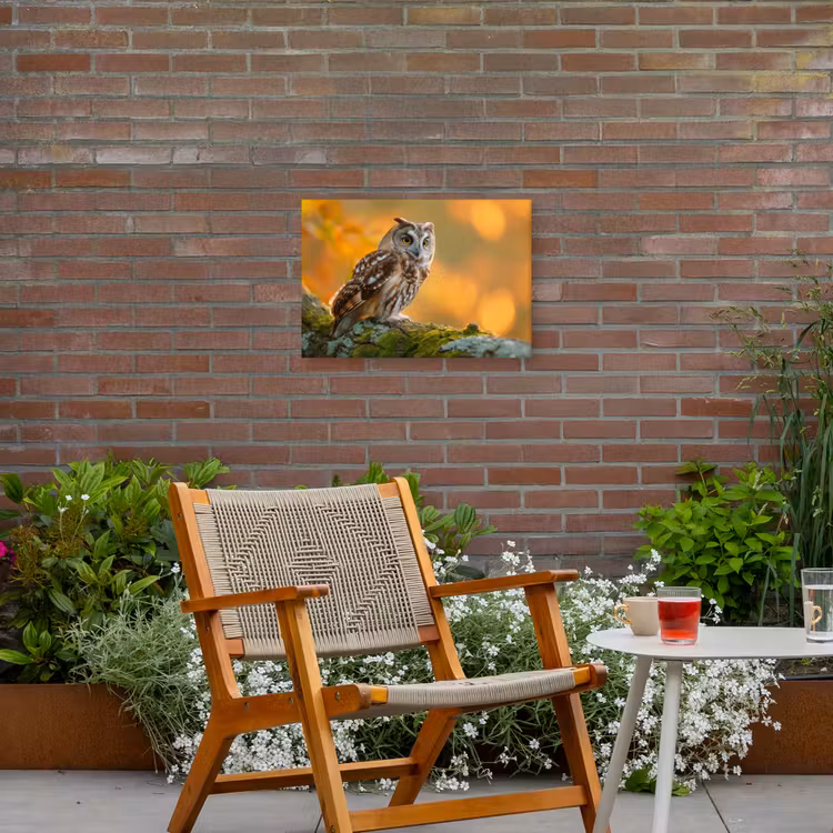 Buiten canvas - Bosuil op Mosbegroeide Tak — 2