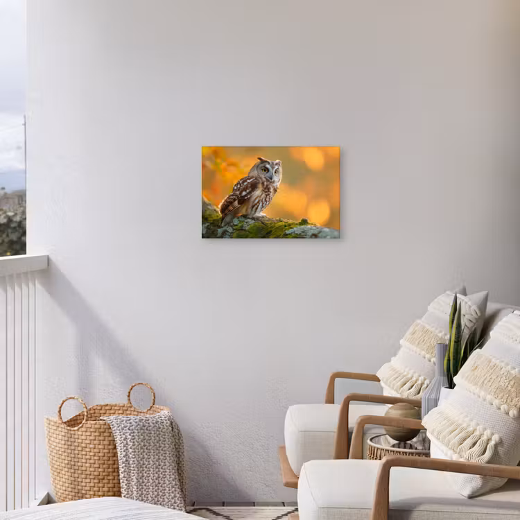 Buiten canvas - Bosuil op Mosbegroeide Tak — 4
