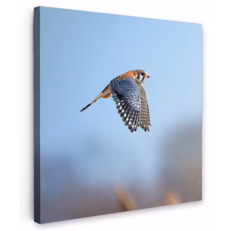 Buiten canvas - Kleurrijke valk aan het vliegen — 1
