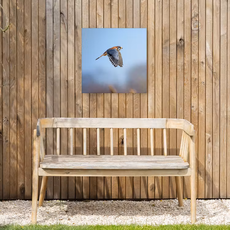 Buiten canvas - Kleurrijke valk aan het vliegen — 3