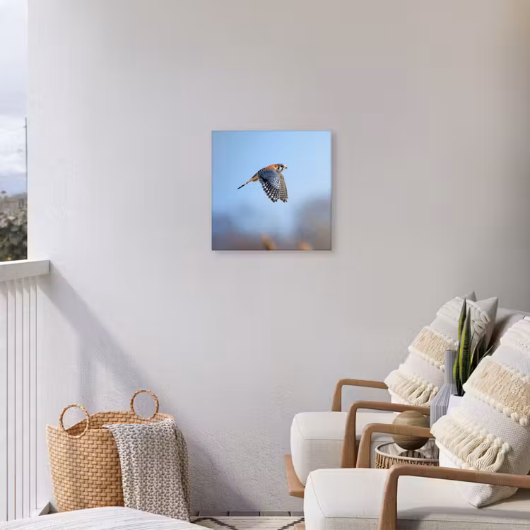 Buiten canvas - Kleurrijke valk aan het vliegen — 4