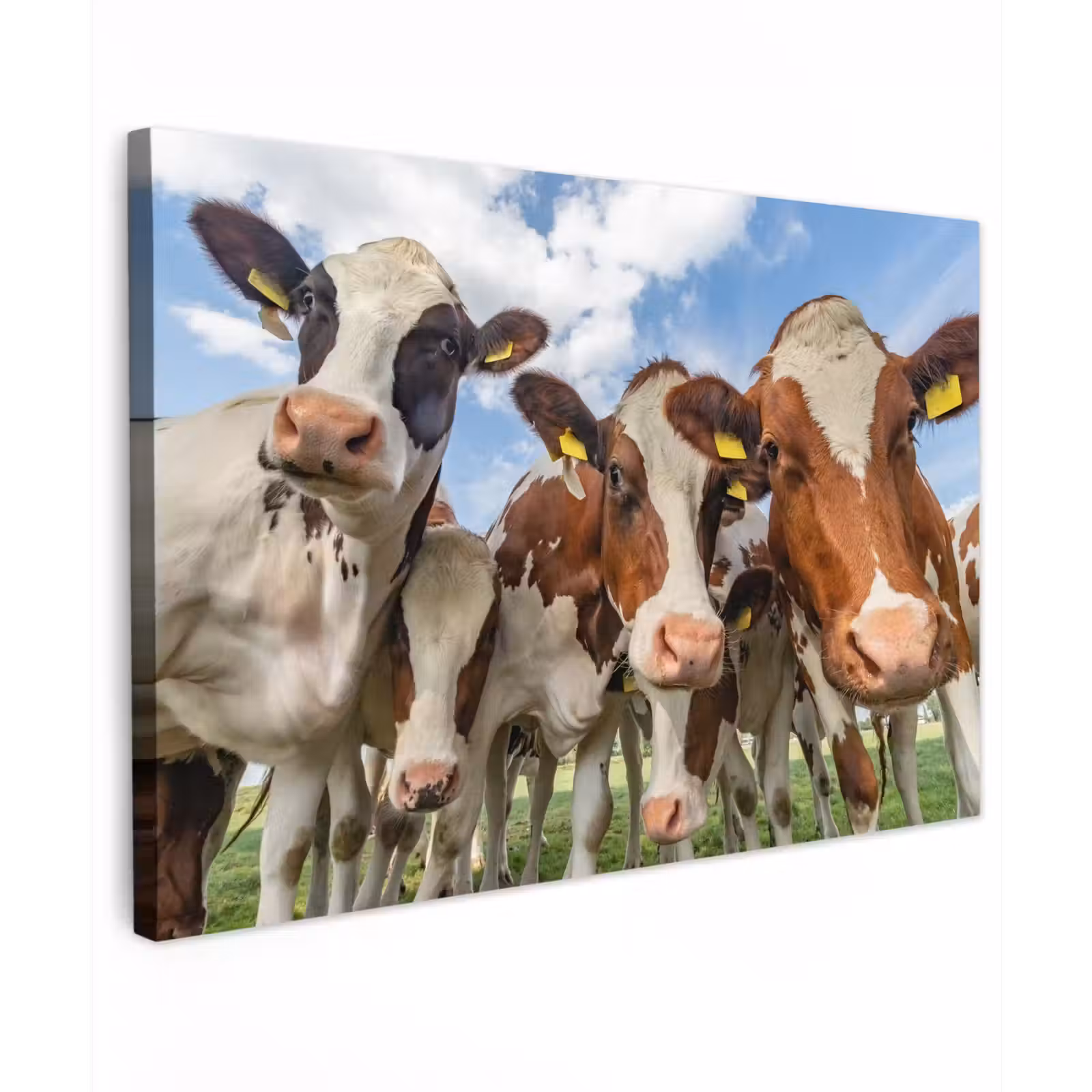 Buiten canvas - Bruin-witte koeien in de wei — 1