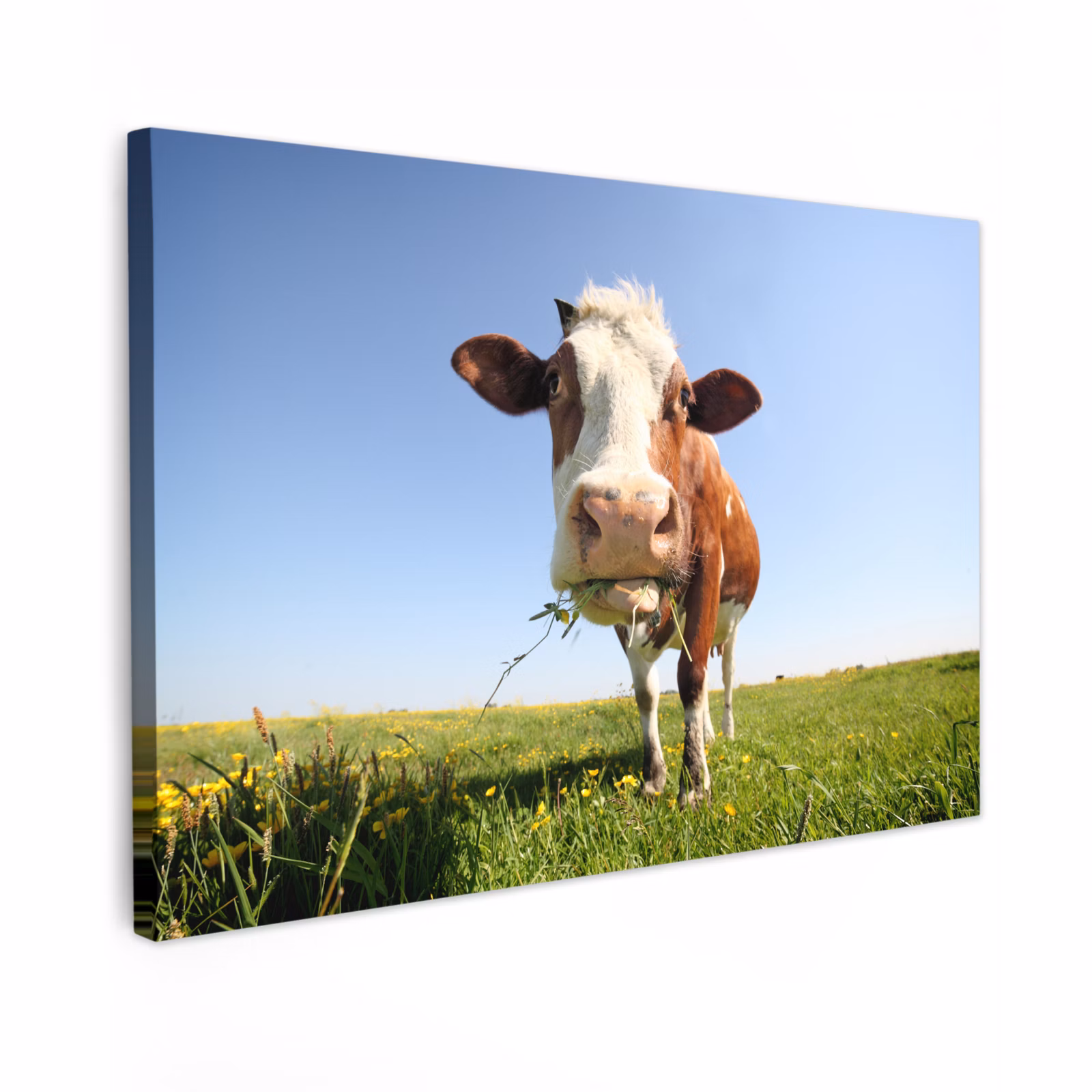Buiten canvas - Koe - Dieren - Bloemen - Gras — 1