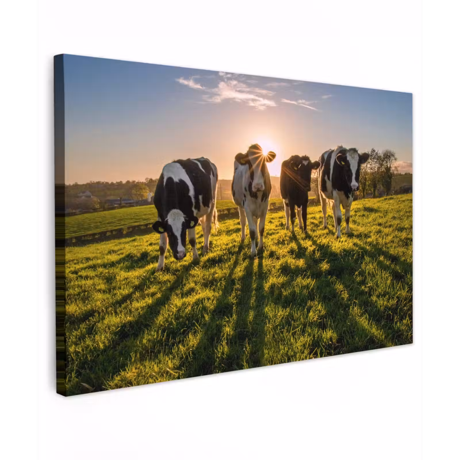 Buiten canvas - Koeien in de ochtendzon — 1