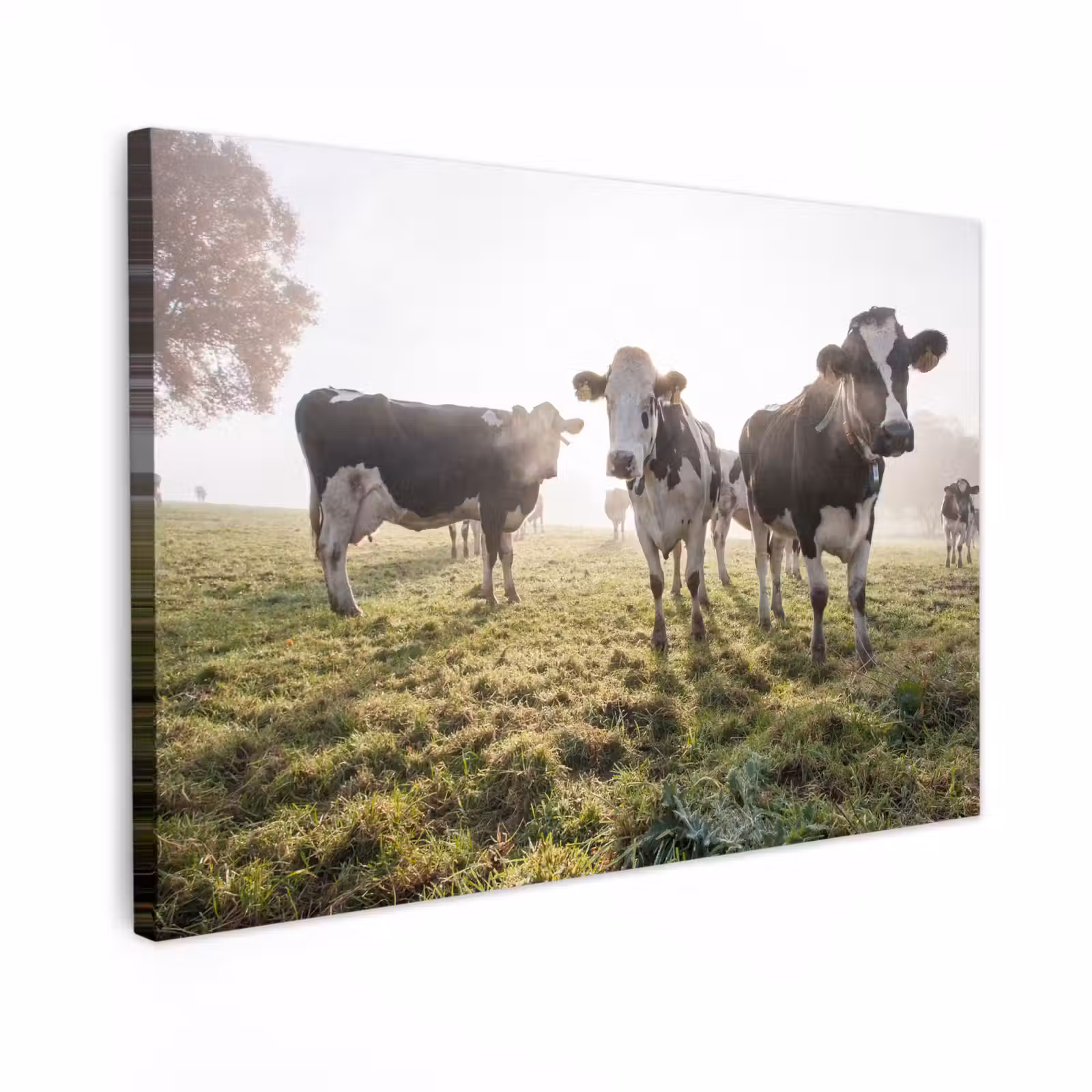 Buiten canvas - Koeien - Licht - Gras - Dieren — 1