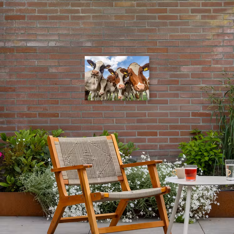 Buiten canvas - Bruin-witte koeien in de wei — 2