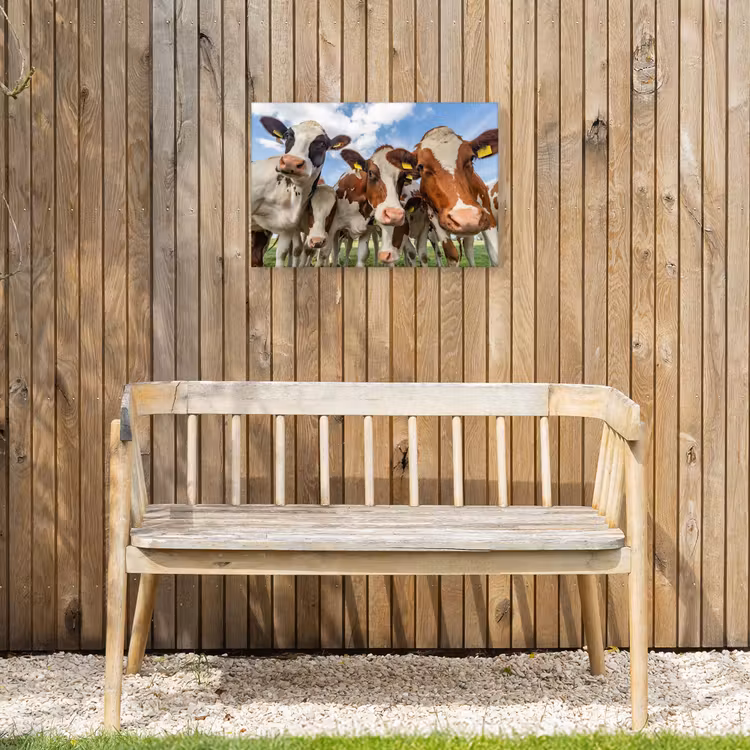 Buiten canvas - Bruin-witte koeien in de wei — 3