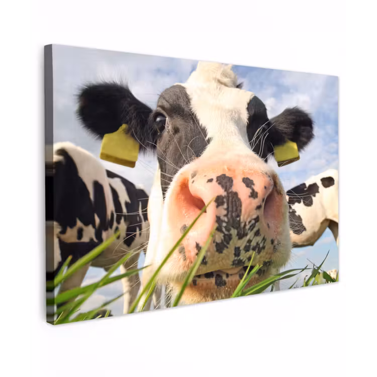 Buiten canvas - Koe - Boerderij - Gras - Dieren — 1
