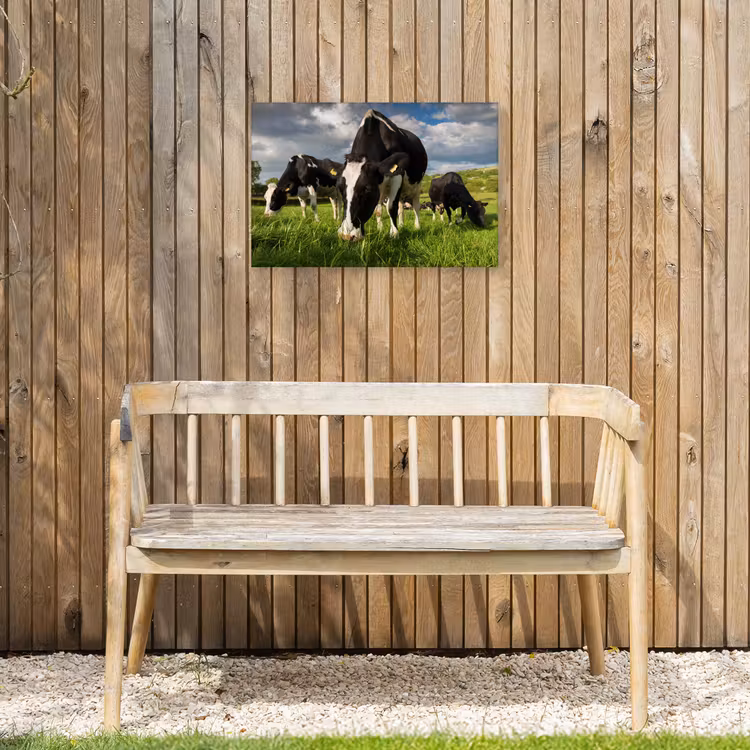 Buiten canvas - Koeien - Dieren - Gras - Weiland - Boerderij — 3