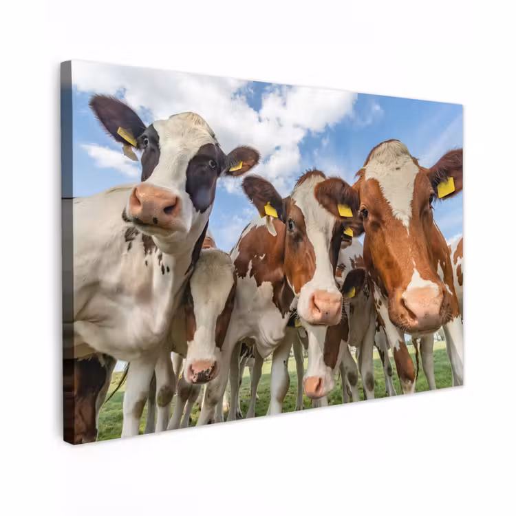 Buiten canvas - Koeien - Dieren - Weiland - Natuur — 1