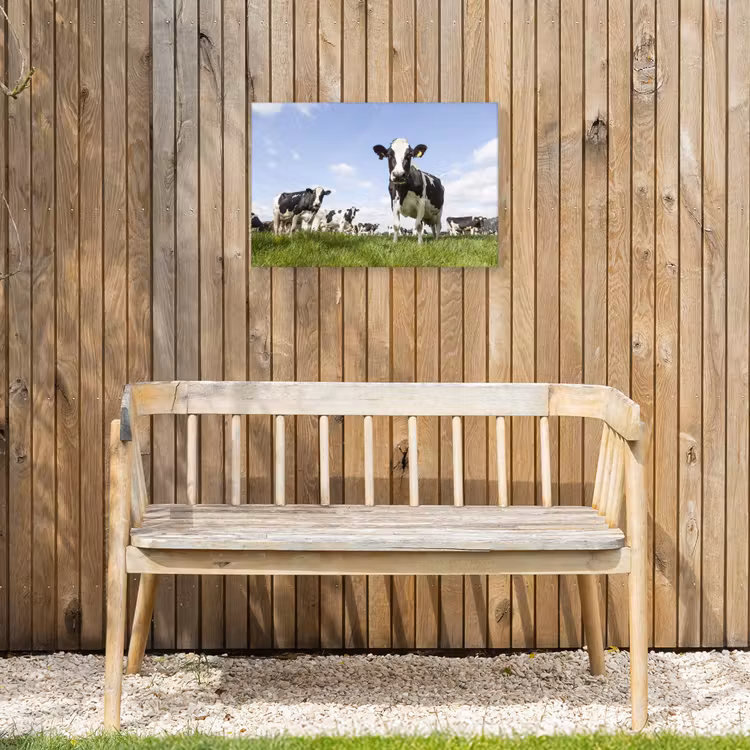 Buiten canvas - Koeien - Gras - Dieren - Zon - Boerderij — 3