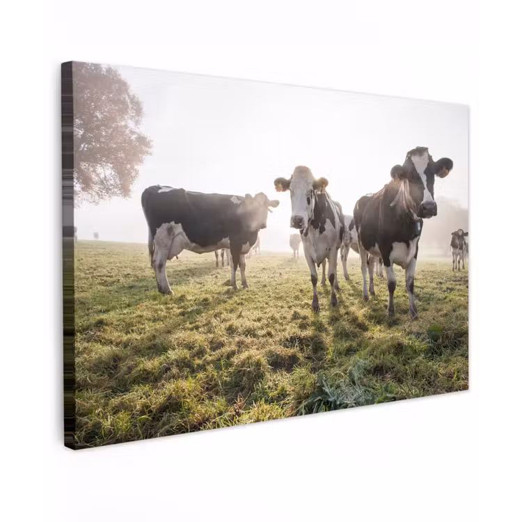 Buiten canvas - Koeien - Licht - Gras - Dieren — 1