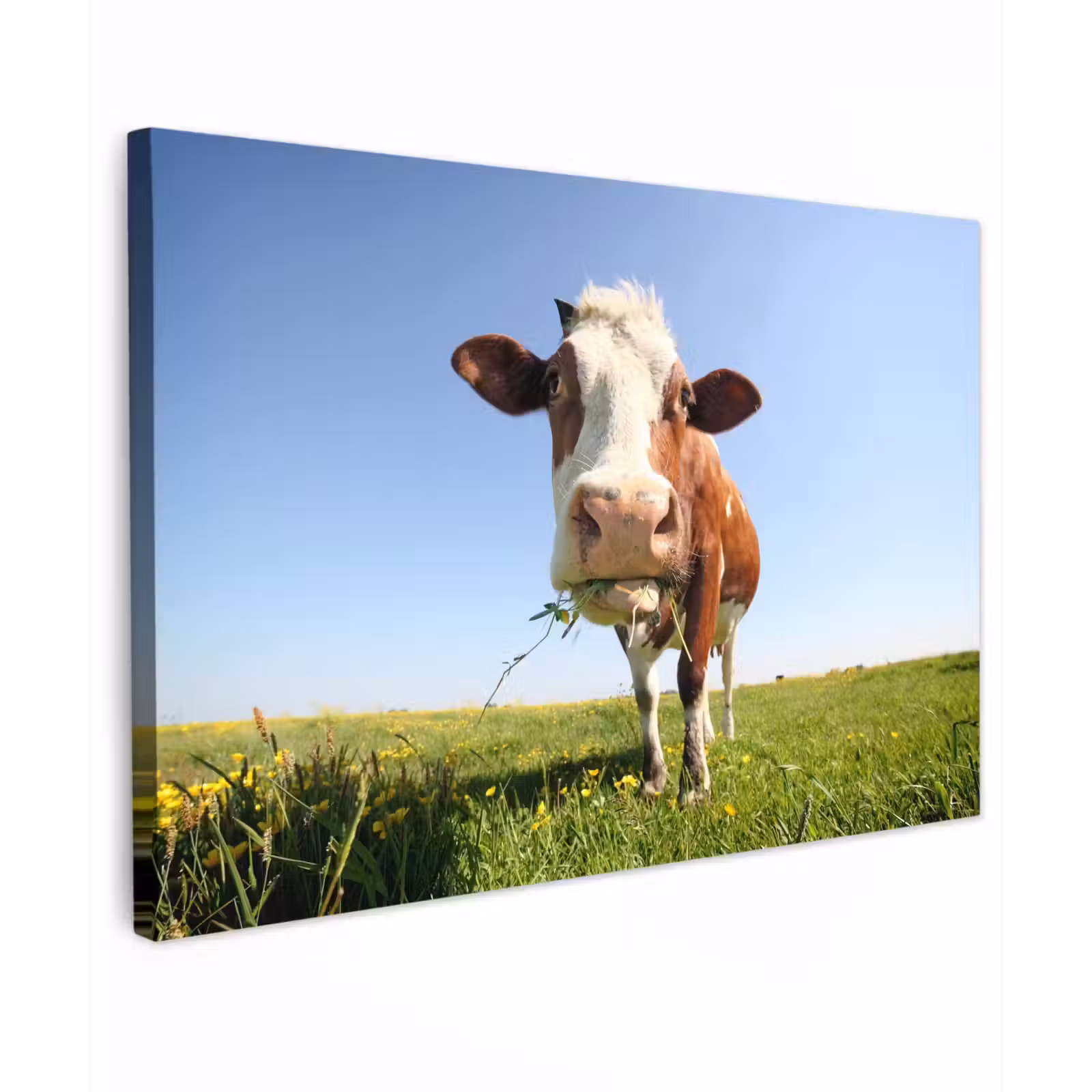 Buiten canvas - Koe in de Weide — 1