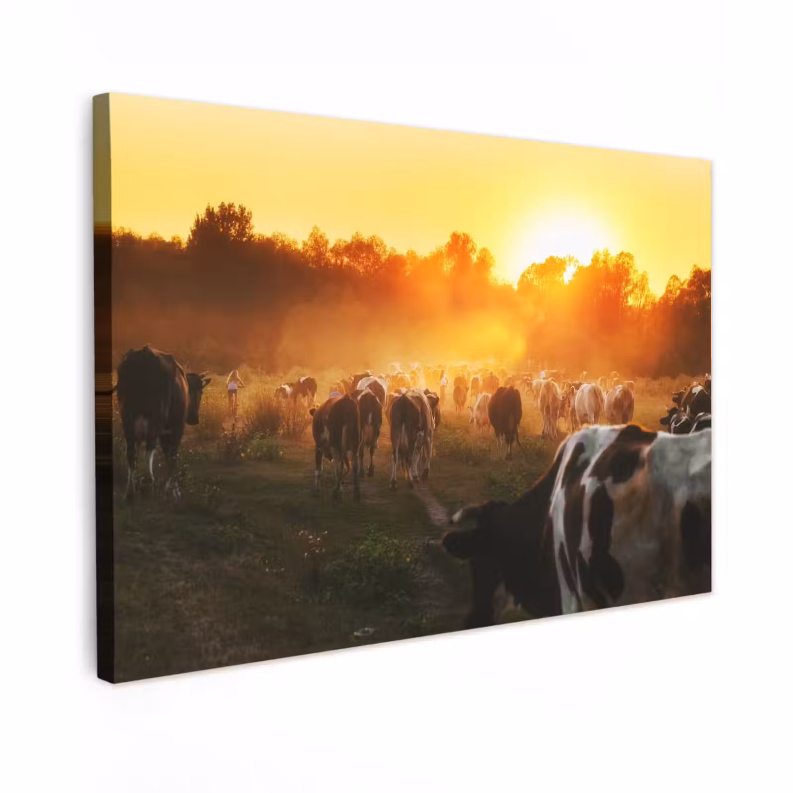 Buiten canvas - Koeien bij Zonsondergang — 1