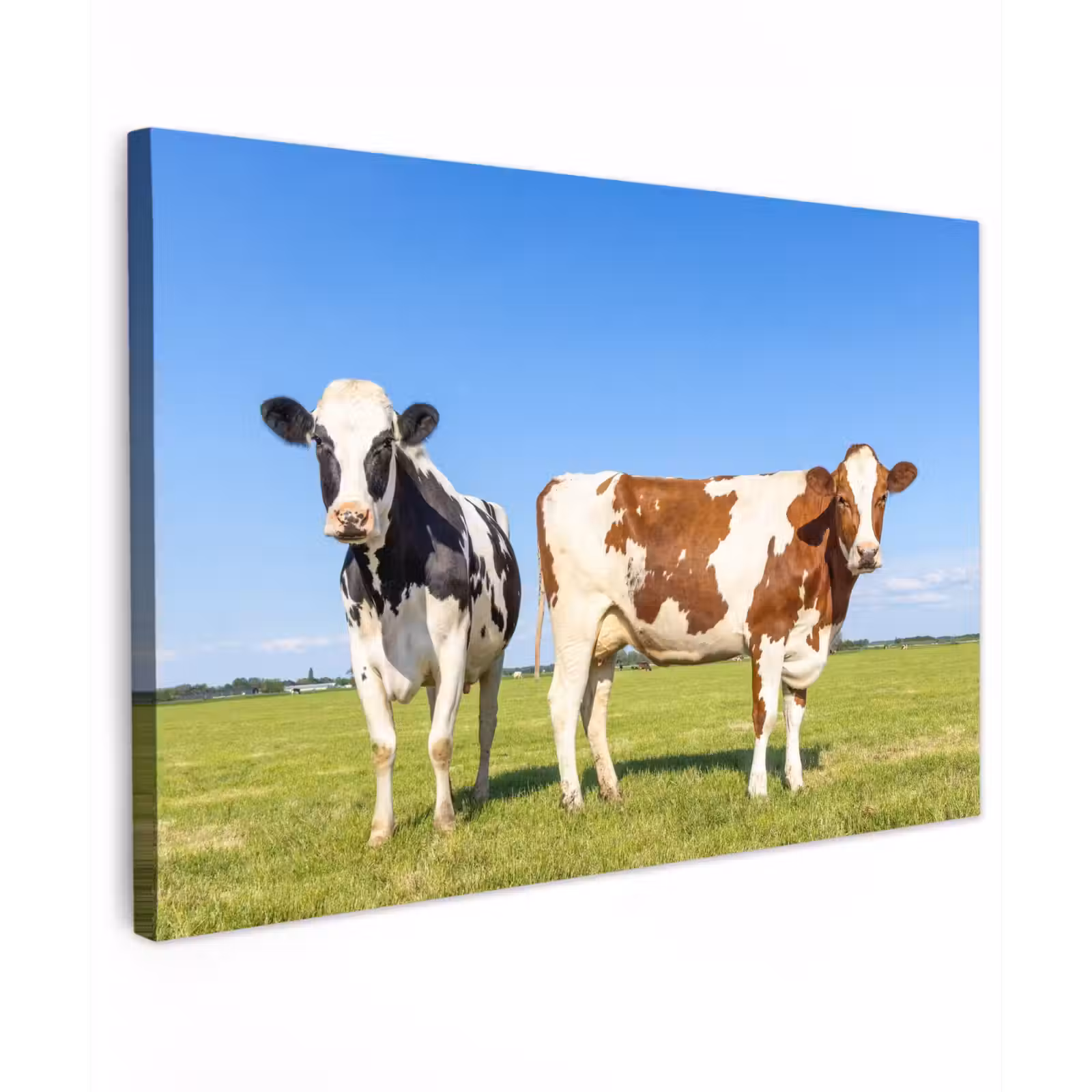Buiten canvas - Koeien in de Weide — 1