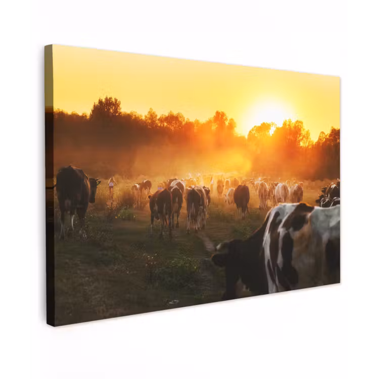 Buiten canvas - Koeien bij Zonsondergang — 1
