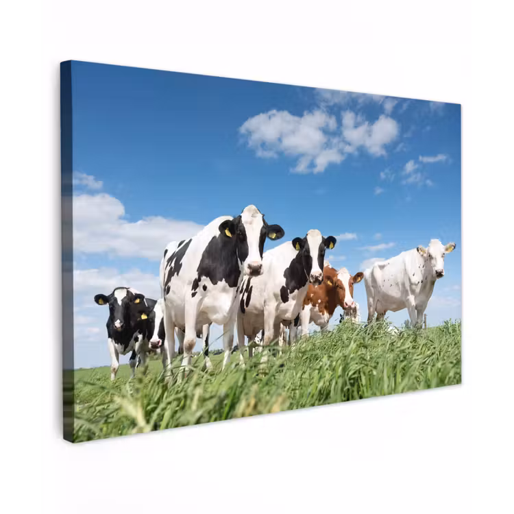 Buiten canvas - Koeien in de weide — 1