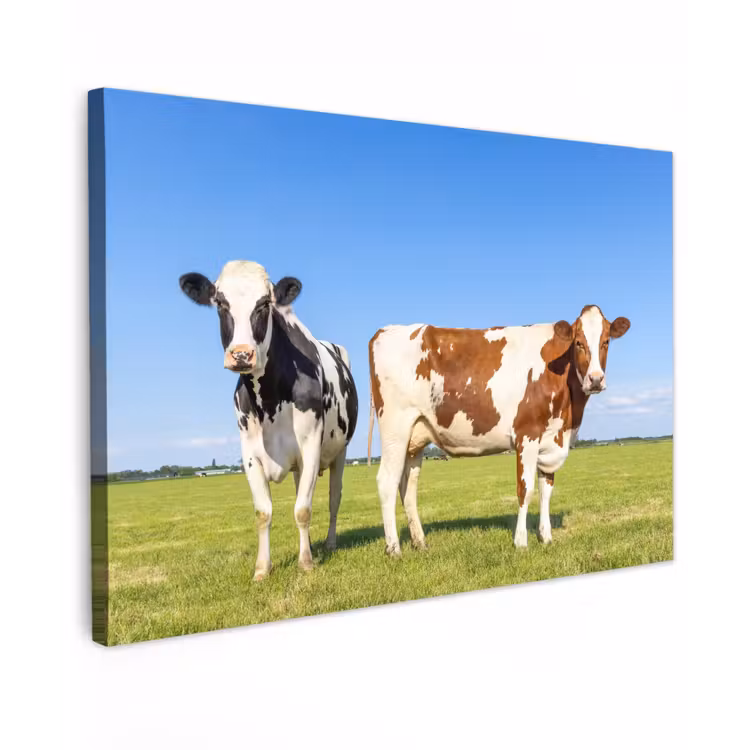 Buiten canvas - Koeien in de Weide — 1